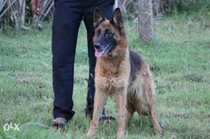 Gsd females for sale