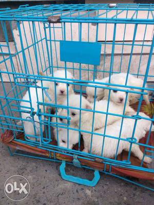 Heavy Pomeranian puppies available