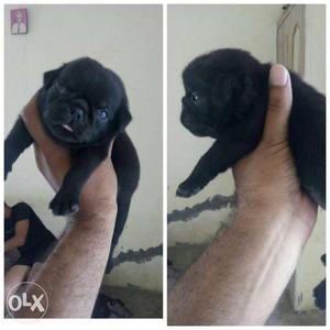 Heavy nd healthy black pug male sell contact