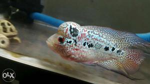 High quality flowerhorn. 3 inch size. Hurry up.