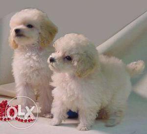 Highly responsive Poodle pups available..pet world india
