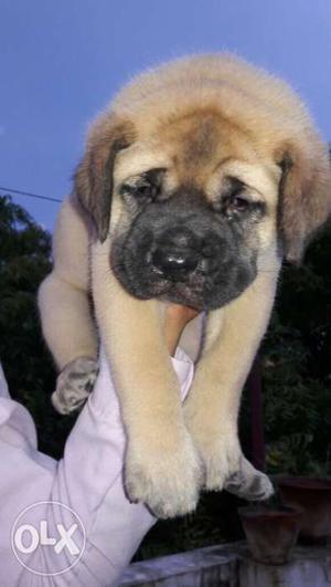 Huge Breed with Huge Size Top Bloodline English Mastiff Sell