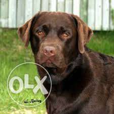 I want to sell my dog chocolate colour Labrador 2