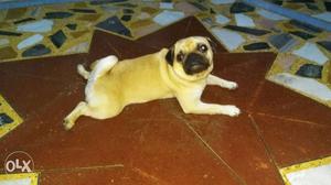 I want to sell my pug doggy urgent