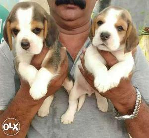 INDOR:- DOG PUPPEIS ALL BREED"kitten"cash on delivery"all