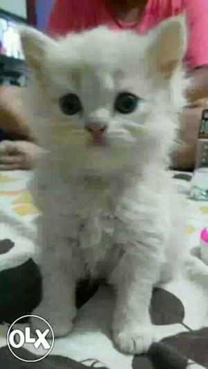 INDOR:- PERSIAN KITTEN"DOG PUPPEIS ALL BREED &