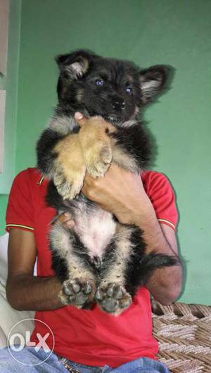 Indirapuram pet shop.. Black And Brown German Shepherd Puppy