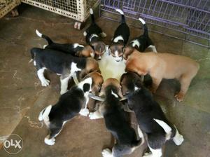 Jablpur:-beagle"dog Puppeis All Breed&kitten"cash on