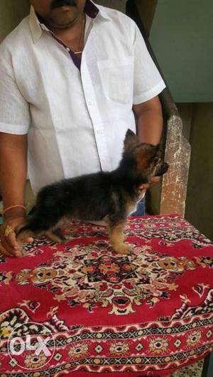 Jsd male pup available in pune