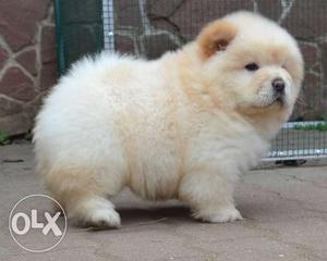 KCI Approved Chow Chow Puppies Available