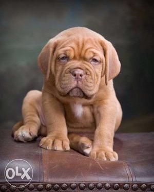 KCI Approved French Mastiff Puppies Available