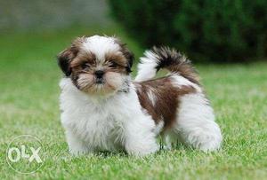 KCI Approved Shih Tzu Puppies Available