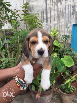 KCI Registered with Microchip Beagle Puppies available