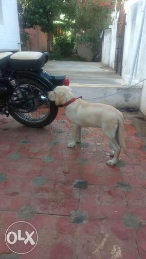 Lab Dog Matting... Kerala Breed...