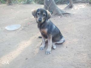 Lab cross female puppy