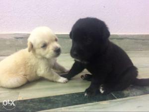 Lab mixed bread puppies for sale 5 females left
