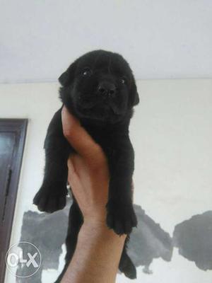 Labra pup for sale in low price