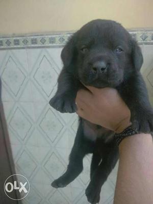 Labrador black color puppies available all breeds