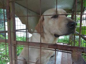 Labrador dog one year.