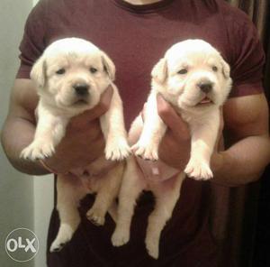Labrador fawn colour puppies available all breeds