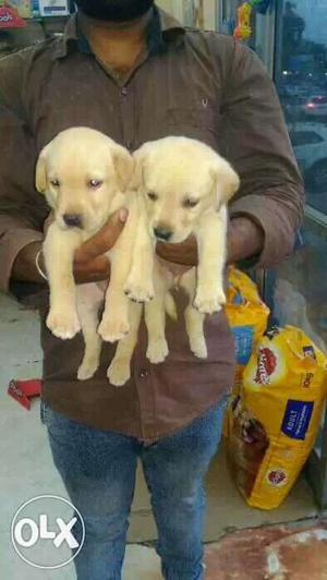 Labrador fimale puppies available