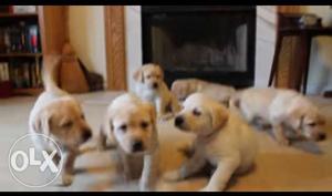 Labrador puppies cute cute available