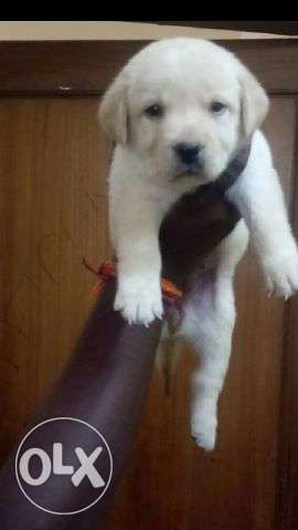 Labrador puppies sale nd all breeds available