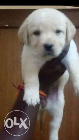 Labrador unexpected ultimate puppies available