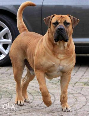 Large Size Short Coated Fawn Dog