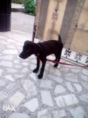 Lebra female 3 months