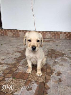 Lebrador Male 45days old Puppy