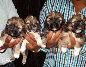 Lhasa apso male female puppies available call us