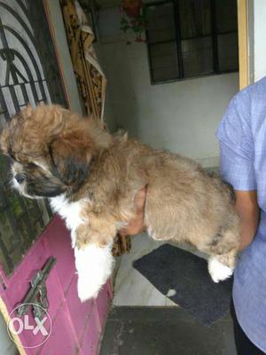 Lhasa apso puppies for loving homes