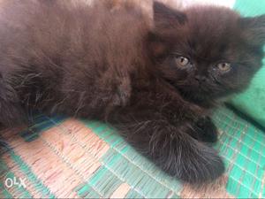 Long-fur Black Kitten