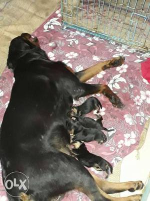 Mahogany Rottweiler And Four Puppies