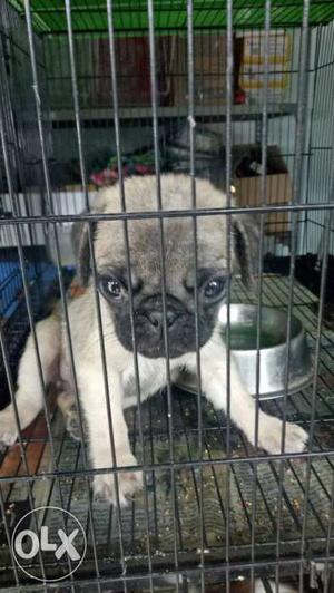 Male 45days old pug pure breed for sale or