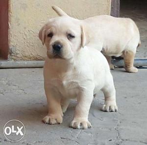 Mind blowing show quality Labrador cream male puppies