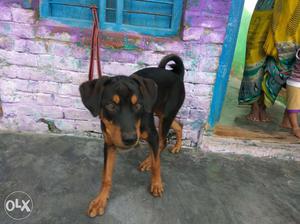 My Rottweiler male 5 months old very fast