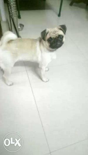 O6 pug female 10 months old pure breed full active