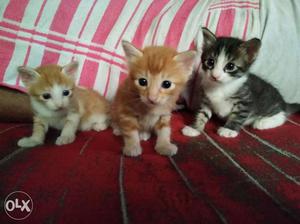 One Silver And Two Orange Tabby Kittens