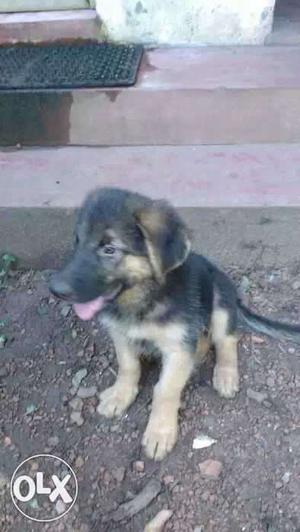 One more to sell.. hurryup and grab the last GSD puppy