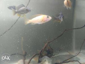 Only 200 rs pair all chiklet fish very nice and