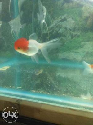 Oranda redcap fish very active and nice colour
