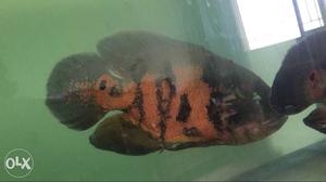 Orange Aquarium Fish