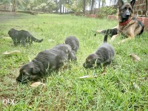 Original German Shepherd (Royal Canin) Puppys (4