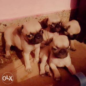 Original breed only 2 female pups available