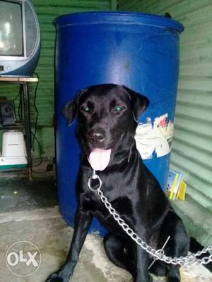 Orignal lab dog male 11 month only