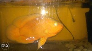 Oscar fish with aquarium for  Rs