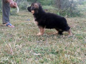 Outstanding German Shepard female puppy available