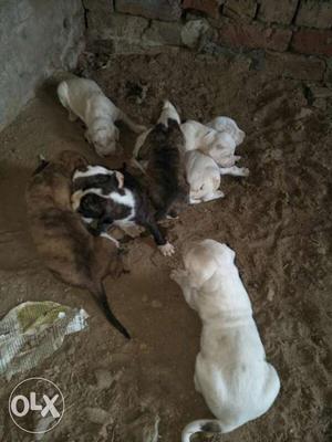 Pak bully import mother father home breed days old